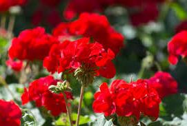 geraniums