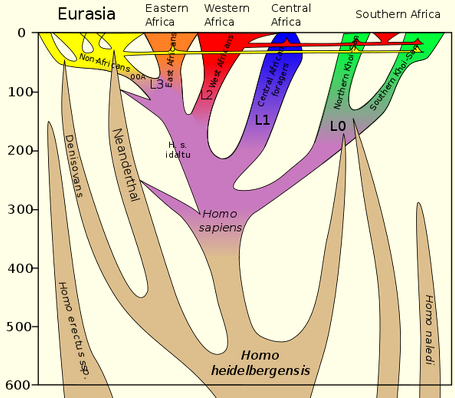 Homo sapiens interbreeding