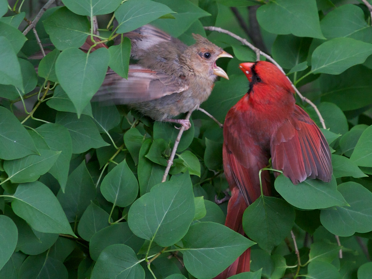 cardinals