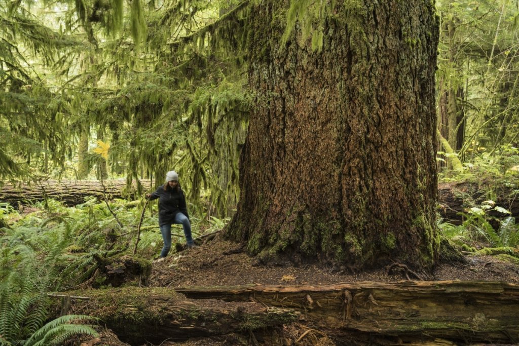 Cathedral Grove