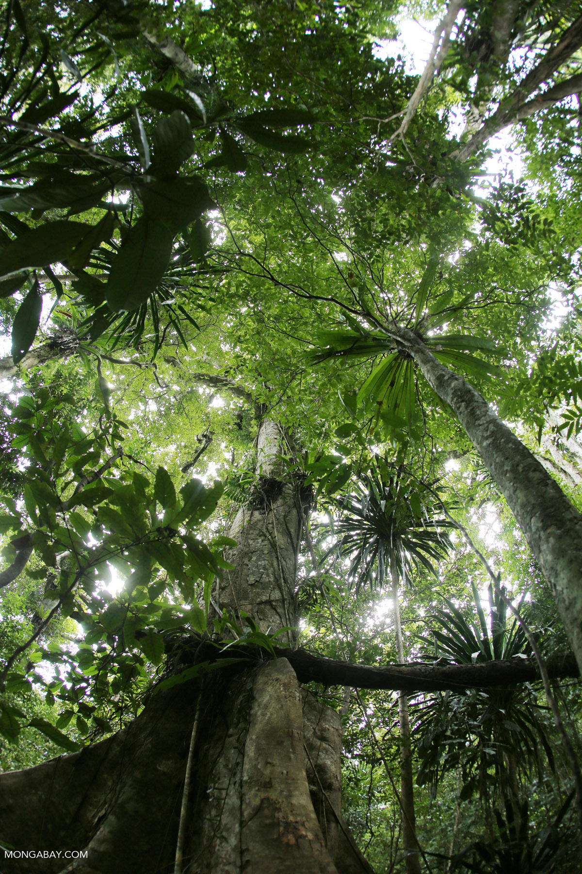 Madagascar_Maroantsetra